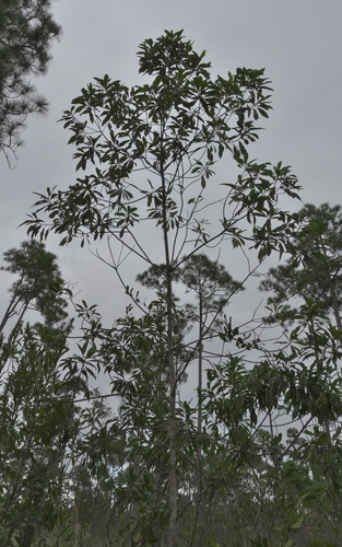 White bully (Sideroxylon salicifolium)