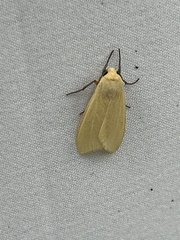 Pareuchaetes insulata