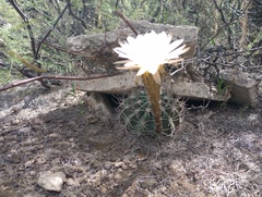 Echinopsis leucantha