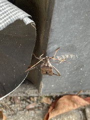 Leptoglossus corculus