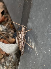 Leptoglossus corculus