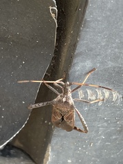 Leptoglossus corculus