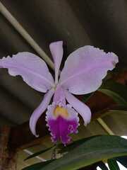 Cattleya