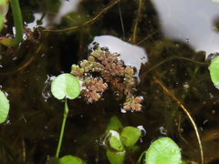 Azolla filiculoides
