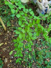 Erythroxylum brevipes