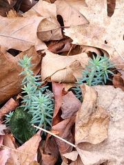 Petrosedum rupestre
