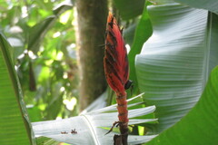 Heliconia episcopalis