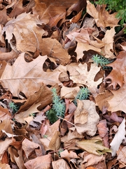 Petrosedum rupestre
