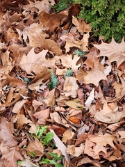 Petrosedum rupestre