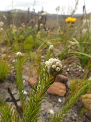 Phylica imberbis