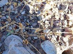 Tetramerium nervosum