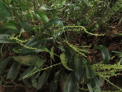 Pleurothallis xanthochlora