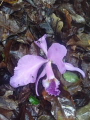 Cattleya trianae