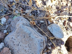 Tetramerium nervosum