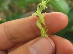Pleurothallis xanthochlora