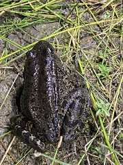 Rana draytonii
