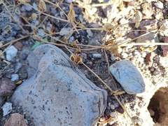 Tetramerium nervosum