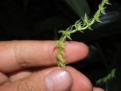 Pleurothallis xanthochlora