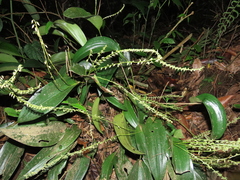 Pleurothallis xanthochlora
