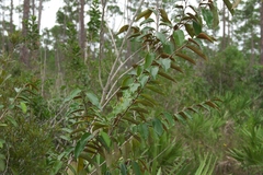 Chrysophyllum oliviforme