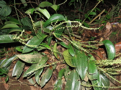 Pleurothallis xanthochlora