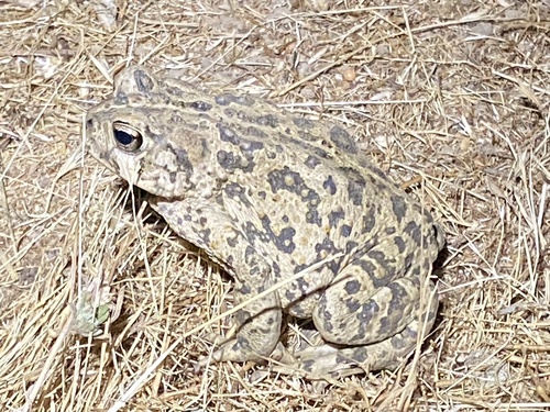 iNaturalist observation photo of Western Toad