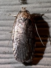 Agonopterix