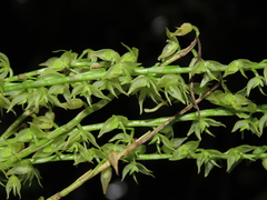 Pleurothallis xanthochlora