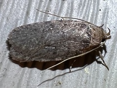 Agonopterix
