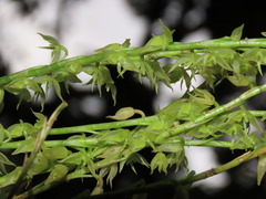 Pleurothallis xanthochlora