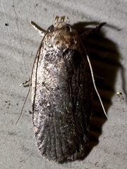 Agonopterix