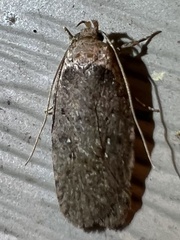 Agonopterix