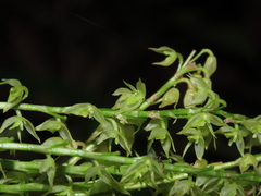 Pleurothallis xanthochlora