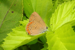 Satyrium titus