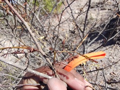 Vachellia constricta