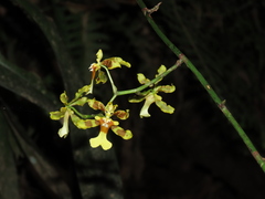 Oncidium