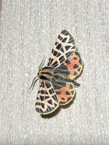 iNaturalist observation photo of Ornate Tiger Moth