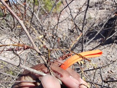 Vachellia constricta