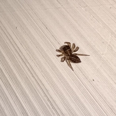 Salticidae
