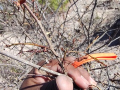 Vachellia constricta