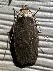 Agonopterix