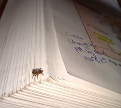 Salticidae