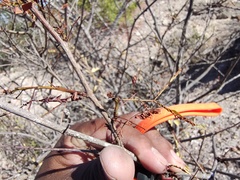 Vachellia constricta