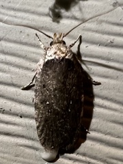 Agonopterix