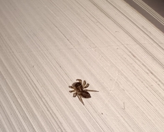 Salticidae