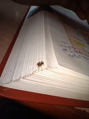 Salticidae