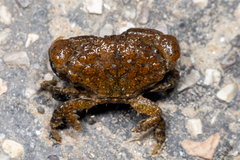 Leptodius affinis