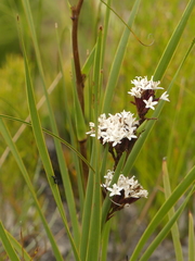 Corymbium villosum