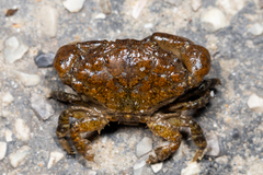 Leptodius affinis