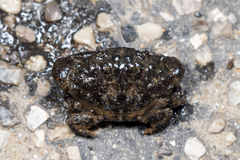 Leptodius affinis